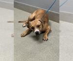 *MAX - Male Labrador Retriever-Unknown Mix Dog for Adoption - Small photo