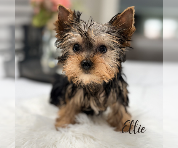 Medium Photo #8 Yorkshire Terrier Puppy For Sale in ADDISON, IL, USA