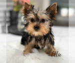Small #7 Yorkshire Terrier