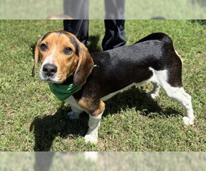 Beagle-Unknown Mix Dogs for adoption in Warrenton, VA, USA