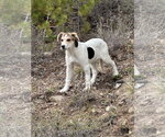 Small #4 Great Pyrenees Mix