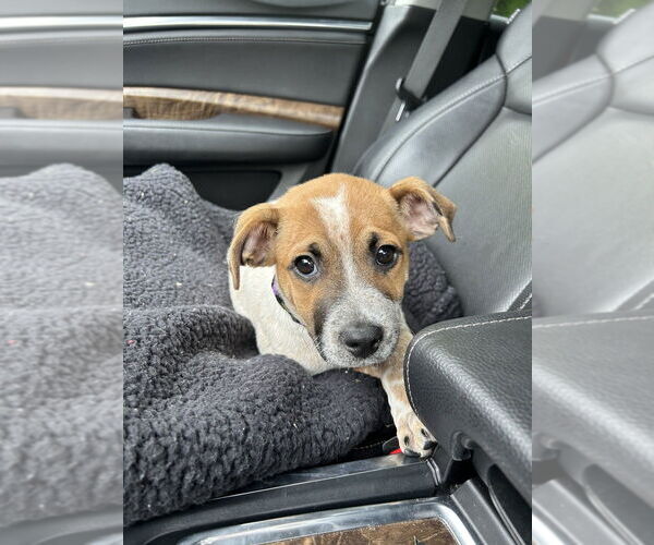 Medium Photo #8 Labrador Retriever-Unknown Mix Puppy For Sale in Brewster, NY, USA