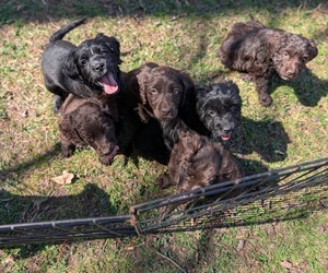 Boykin Spaniel-Goldendoodle Mix Litter for sale in MORGANTON, NC, USA