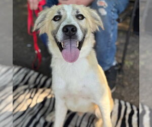 Kota - Male Labrador Retriever-Unknown Mix Dog for Adoption - Photo #5