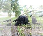 Small Photo #19 Aussiedoodle Puppy For Sale in CONWAY, SC, USA