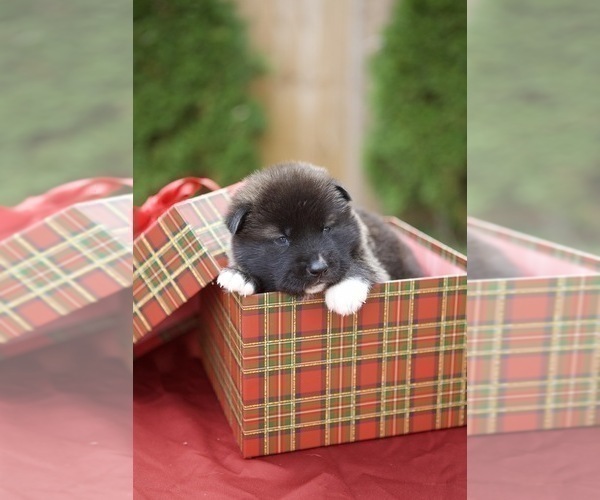 Medium Photo #8 Akita Puppy For Sale in LOUISVILLE, KY, USA
