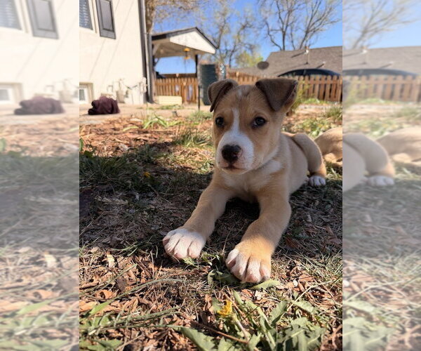 Medium Photo #8 Mutt Puppy For Sale in Lakewood, CO, USA