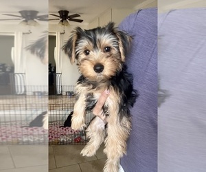 Yorkshire Terrier Puppy for sale in HEMET, CA, USA