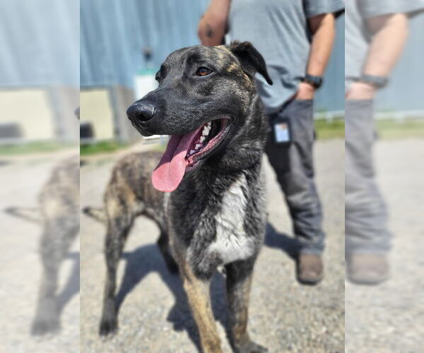 Medium Photo #5 Dutch Shepherd -Unknown Mix Puppy For Sale in Imlay City, MI, USA