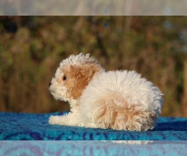 Medium Photo #16 Goldendoodle (Miniature) Puppy For Sale in DYERSBURG, TN, USA