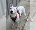 Small #5 American Pit Bull Terrier Mix