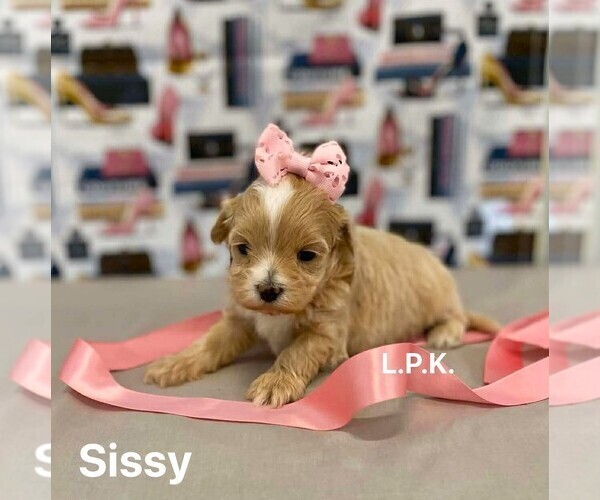 Medium Photo #1 Maltipoo Puppy For Sale in WINNSBORO, LA, USA