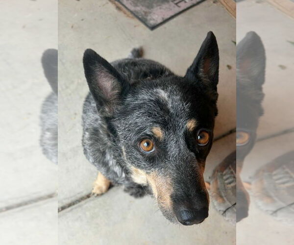 Medium Photo #2 Mutt Puppy For Sale in Salt Lake City, UT, USA