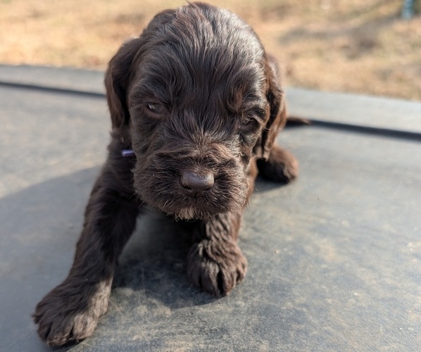 Medium Photo #1 Boykin Spaniel-Goldendoodle Mix Puppy For Sale in MORGANTON, NC, USA
