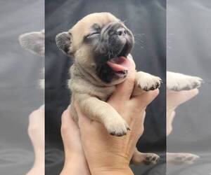 French Bulldog Puppy for sale in W SACRAMENTO, CA, USA