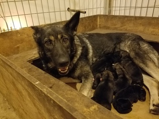 Mother of the Native American Indian Dog puppies born on 07/24/2017