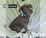 Small #6 Cane Corso