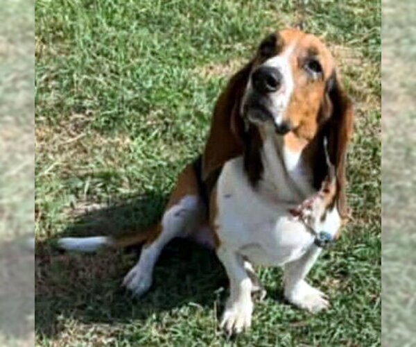 Medium Photo #4 Basset Hound Puppy For Sale in Deepwater, NJ, USA