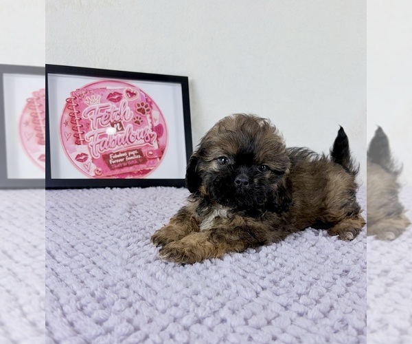 Medium Photo #4 Shih-Poo Puppy For Sale in INDIANAPOLIS, IN, USA