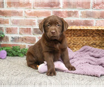 Small #1 Labrador Retriever