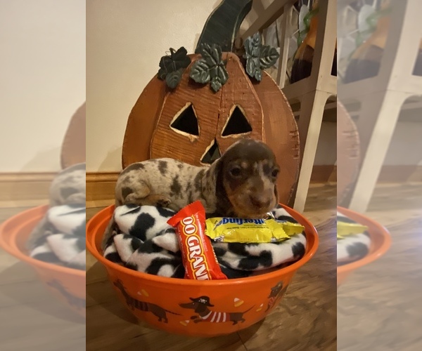 Medium Photo #1 Dachshund Puppy For Sale in CARROLLTON, IL, USA