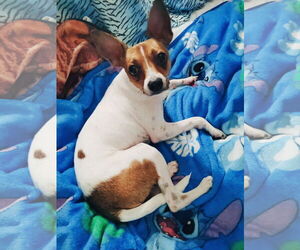 Chiweenie Dogs for adoption in Princeton, MN, USA