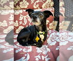 Small #6 Chihuahua