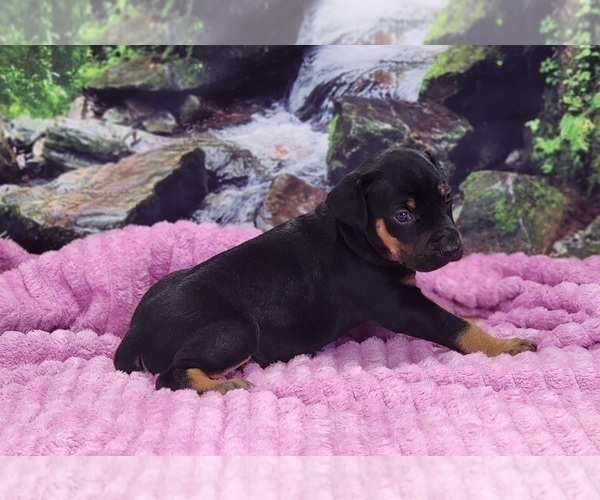 Medium Photo #7 Catahoula Leopard Dog Puppy For Sale in CUMBY, TX, USA