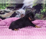 Luna 2025 F4 - Female Catahoula Leopard Dog Puppy for Sale - Photo #7