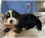 Small Photo #2 Bernese Mountain Dog Puppy For Sale in BERLIN, NJ, USA