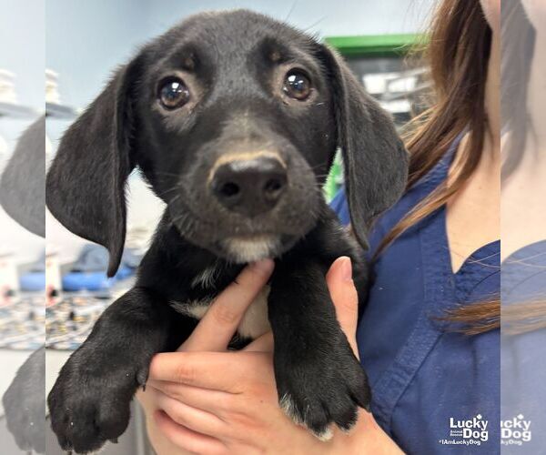 Medium Photo #1 Labrador Retriever-Unknown Mix Puppy For Sale in Washington, DC, USA