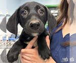 Small Labrador Retriever Mix