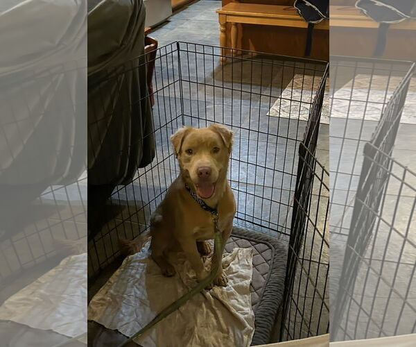 Medium Photo #1 Labrador Retriever-Unknown Mix Puppy For Sale in San Diego, CA, USA