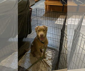 Labrador Retriever-Unknown Mix Dogs for adoption in San Diego, CA, USA