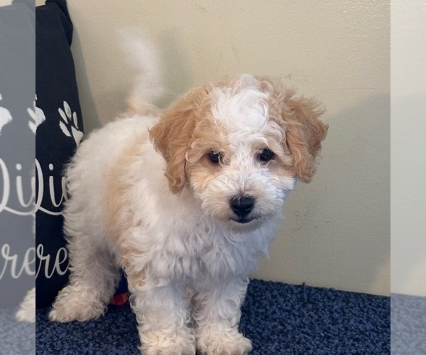 Medium Photo #1 Bichon Frise-Cavachon Mix Puppy For Sale in MOUNT VERNON, OH, USA