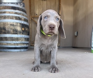 Medium Weimaraner