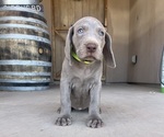 Puppy Neon Weimaraner
