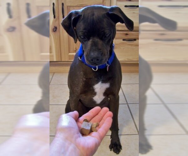 Medium Photo #5 Bullboxer Pit Puppy For Sale in Shell Lake , WI, USA
