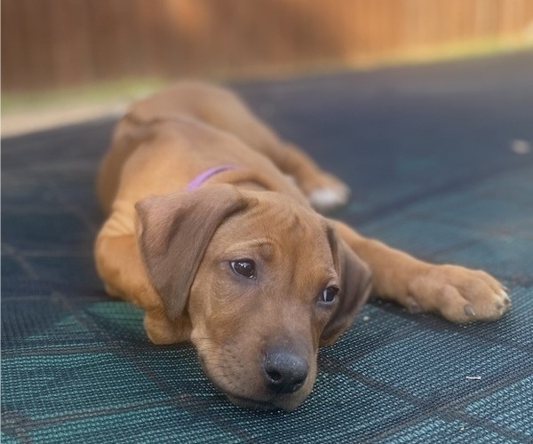 Medium Photo #50 Rhodesian Ridgeback Puppy For Sale in KELLER, TX, USA