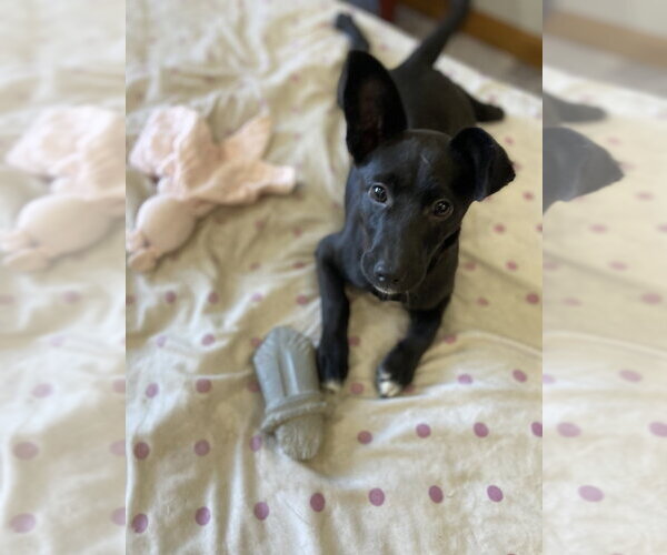 Medium Photo #1 Dachshund-Unknown Mix Puppy For Sale in Aurora, IN, USA