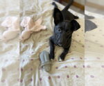 Lil Orphan Luna - Female Dachshund-Unknown Mix Dog for Adoption - Small photo