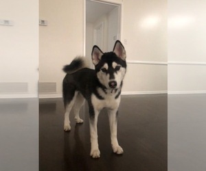 Siberian Husky Puppy for sale in BEVERLY HILLS, CA, USA