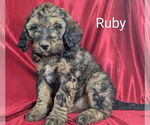 Puppy Ruby Bernedoodle