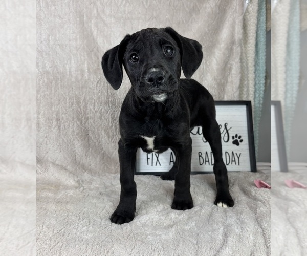 Medium Photo #2 Boxador Puppy For Sale in FRANKLIN, IN, USA