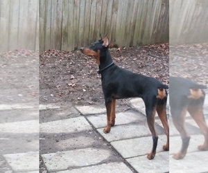 Doberman Pinscher Puppy for sale in MARTINSBURG, WV, USA