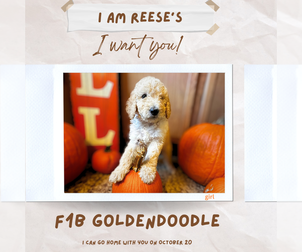Medium Photo #2 Goldendoodle Puppy For Sale in ADA, OK, USA