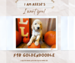 Small #1 Goldendoodle