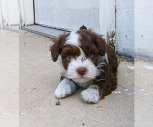 Havanese Puppy for sale in WEST CONCORD, MN, USA