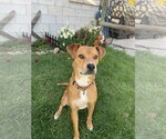 Kit - Male Mutt Dog for Adoption - Small photo