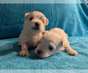 Maltese Puppy for sale in St Hubert, Quebec, Canada